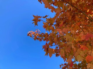 autumn leaves against blue sky