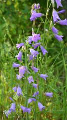 Siberian bells (Campanula sibirica) bloom among wild herbs