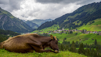 eine braune Kuh auf einer Wiese