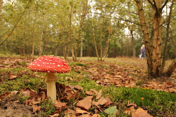 a beautiful forest landscape with a red fly agaric mushroom in front and leaves and trees in the background in autumn