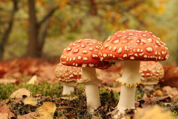 two beautiful red fly agaric mushrooms closeup in a colorful forest with grass, leaves and trees at a sunny day in autumn