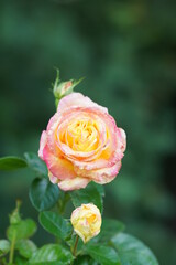 yellow rose with leaves