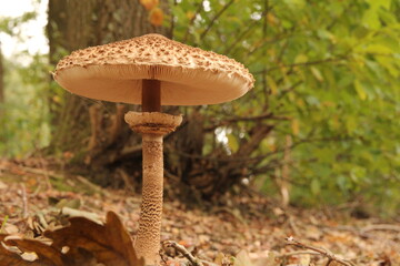 a big parasol mushroom closeup at a sunny day in a belgian forest with trees with green leaves in the background