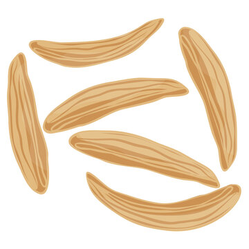 
Raw long shaped south asian vegetable placed in bauhinia variegata icon
