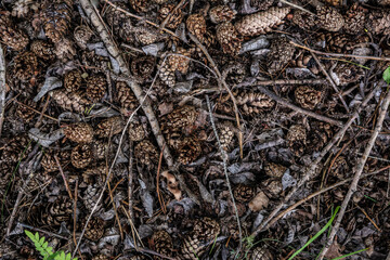 The ground in the forest is strewn with branches and fir cones.