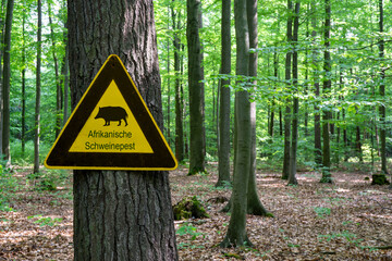 Yellow warning sign in the forest with the inscription Afrikanische Schweinepest, which means...