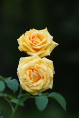 two yellow roses on dark green background