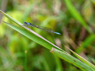 Macrophotography of a common blue damselfly on a spade of grass. Captured at the central Andean mountains of Colombia, near the colonial town of Villa de Leyva, department of Boyaca.