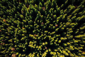 Aerial top view of summer green trees in wood.