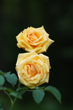 Two Yellow Roses On Dark Green Background