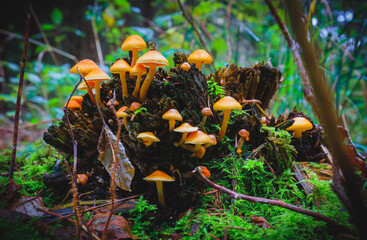 Mushrooms on a root in the forest
