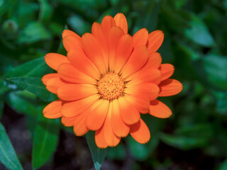 Macrophotography from the top of a pot marigold flower, captured at a garden near the colonial town of Villa de Leyva, in the central Andean mountains of Colombia.