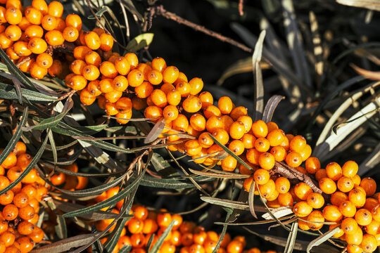 Natural Branch of orange sea buckthorn berries. Argousier