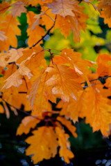 Emerveillement automnal