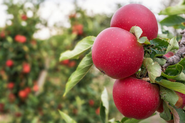 Rote saftige und reife Äpfel in einem Obstgarten am Apfelbaum