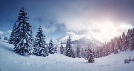 Idyllic view of spruces covered in snow. Frosty day, exotic wintry scene.