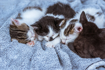 cute baby cats sleeping together side by side peacefully on the sofa © katarinagondova