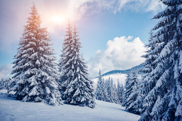 Perfect winter landscape with covered snow trees.