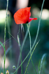 Obraz premium Poppy