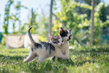 two animal cat friends playing together outdoors in the park