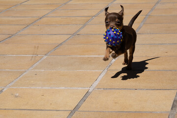 Chihuahua bringing a ball