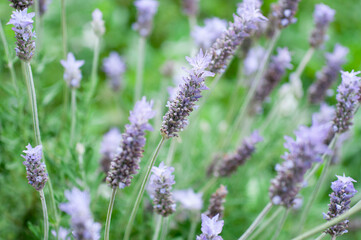 Lavender