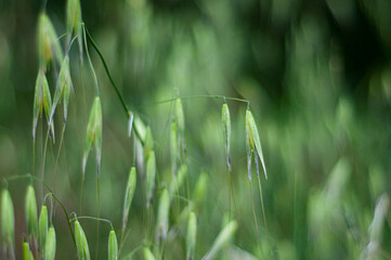 Obraz premium Brome Grass