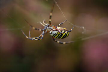 Close-up of a wasp spider (Argiope bruennichi) hanging on by a thread
