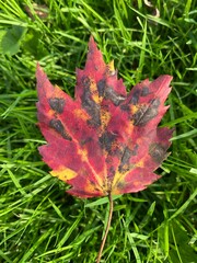 Autumn Leaf on the Grass