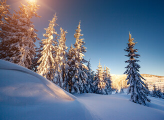 Sunny frosty day in snowy coniferous forest. Christmas holiday concept.
