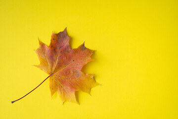 Autumn bright colored background. Thanksgiving, Halloween card. Autumn sale.