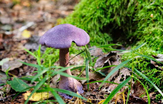 Mushroom Cortinarius violaceus