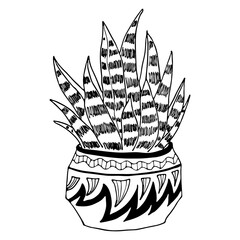 Vector hand drawn botanical illustration. Black outline succulent indoor plant in modern pot isolated on white background.