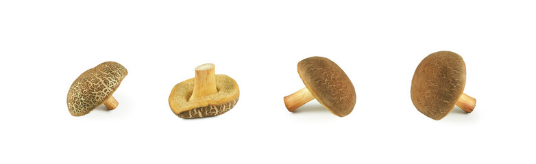 Forest edible mushroom Boletus chrysenteron (Xerocomus), set isolated on white background  