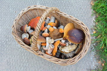 A basket full of harvested fresh mushrooms.