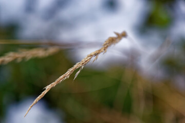 Naklejka premium grass in the wind