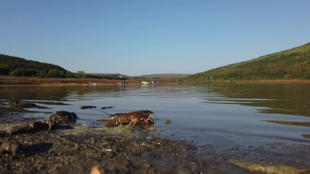 Freeing Bulgarian Astacus Astacus, Crayfish, on the shore of a lake.