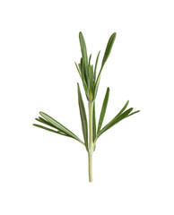 Obraz premium Fresh rosemary isolated on white. Mulled wine ingredient