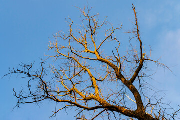 Bright landscape with a withered tree without leaves. The tree trunk and branches silhouettes are brightly lit by the sun against the blue sky. Climate change and environmental protection background.