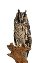 Beautiful eagle owl on twig against white background. Predatory bird