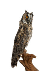 Beautiful eagle owl on twig against white background. Predatory bird