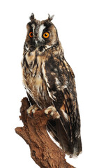 Beautiful eagle owl on twig against white background. Predatory bird