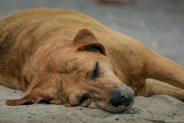 Dog Sleeping, cachorro, areia praia 