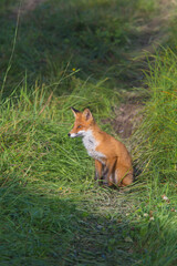 Beautiful young red Fox in the wild.