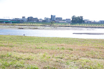 多摩川の河川敷