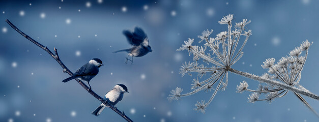 cute birds in winter time