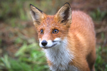 Beautiful young red Fox in the wild.