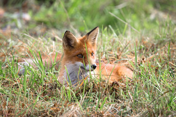 Beautiful young red Fox in the wild.