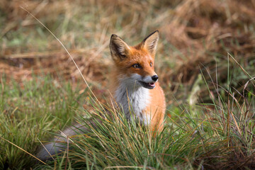 Beautiful young red Fox in the wild.