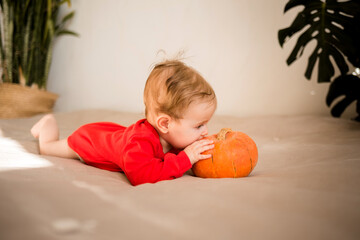 Fototapeta premium baby girl in a red bodysuit lies on the bed with a pumpkin and licks it